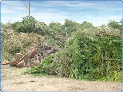 Green waste facilities across Orange County are busy handling materials such as what is displayed here. These materials will be ground up, processed, and be reused into our environment to provide a natural resource for landscaping, gardening, farming, and other uses.