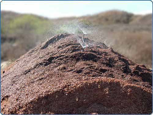 This part of the process assists in a green waste facility's production. Water is distributed on the piles to promote a chemical reaction within the materials. The heat generated by all of the chemical reactions can cause the piles to rise to a temperature of over 135 degrees! This process ensures pathogen reduction in the finished products. This pile will be moved around and rotated many times before it is ready to be used again.