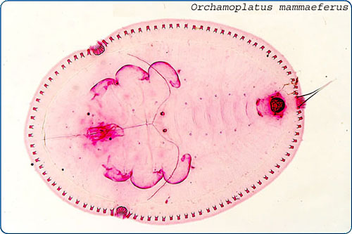Also known as the croton whitefly.