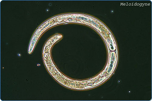 Plant parasitic nematodes reduce annual U.S. agricultural production by more than $5 billion. The most important group are the root-knot nematodes (RKN: Meloidogyne spp.), which are devastating pathogens of food and fiber crops.