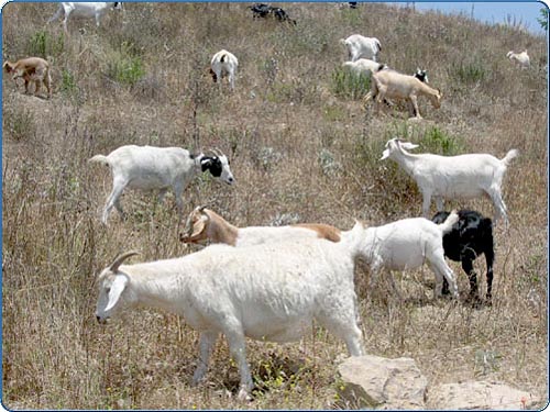 Goat herders are hired to clean out an area quickly and efficiently. In a short amount of time, these goats are able to remove the unwanted weeds. This method has been proven to be cost efficient as well as good for the animals. We can regulate the amount of vegetation that is removed by monitoring the time the goats spend in each area.