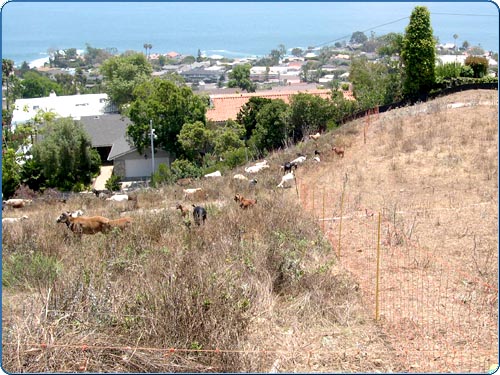 On the right side of the fence the vegetation has been removed by the goats. On the left side of the fence you see the goats hard at work on a new area. These little fellas will remove the weeds in this area in about 2 or 3 days.