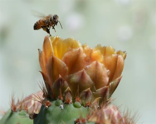 bee