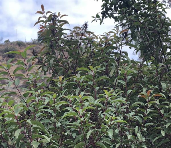 laurel sumac
