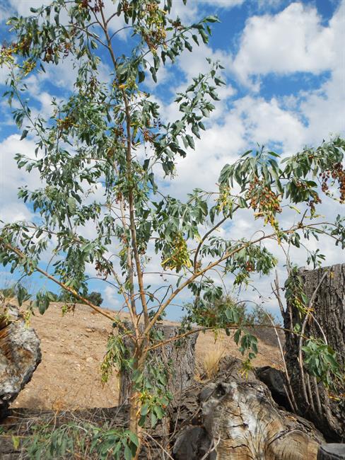 tree tobacco