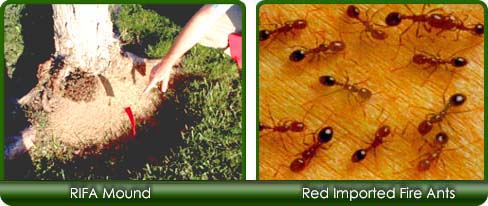 Images of Red Imported Fire Ant Activities