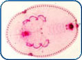This is a large image of Orchamoplatus mammaeferus.