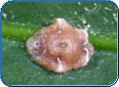 Click here to view a larger image of Ceroplastes rubens HI2