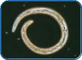 Click here to view a larger image of Meloidogyne