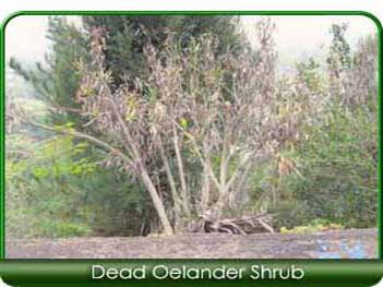 Dead Oleander shrubs