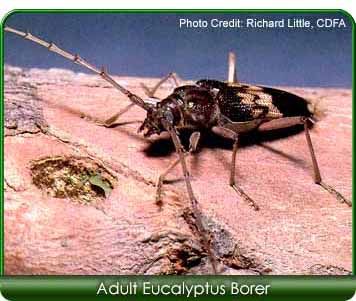 adult eucalyptus borer