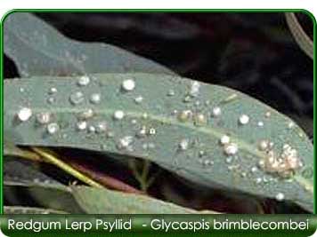 lerp psyllid 