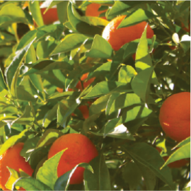 oranges in tree