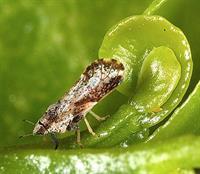 Adult Asian Citrus Psyllid 