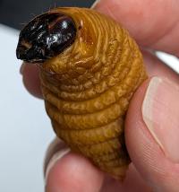 SAPW Larva 