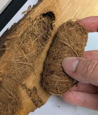 Pupal Case 