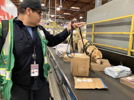 Image of a handler works with an detector dog to find parcels containing agricultural commodities than can transmit harmful pests and diseases.