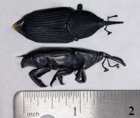 South American Palm Weevil Adult Male