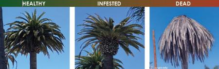 Palm Tree Condition