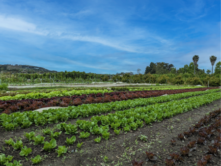 Image of an organic farm operation growing fruits, vegetables and cut flowers